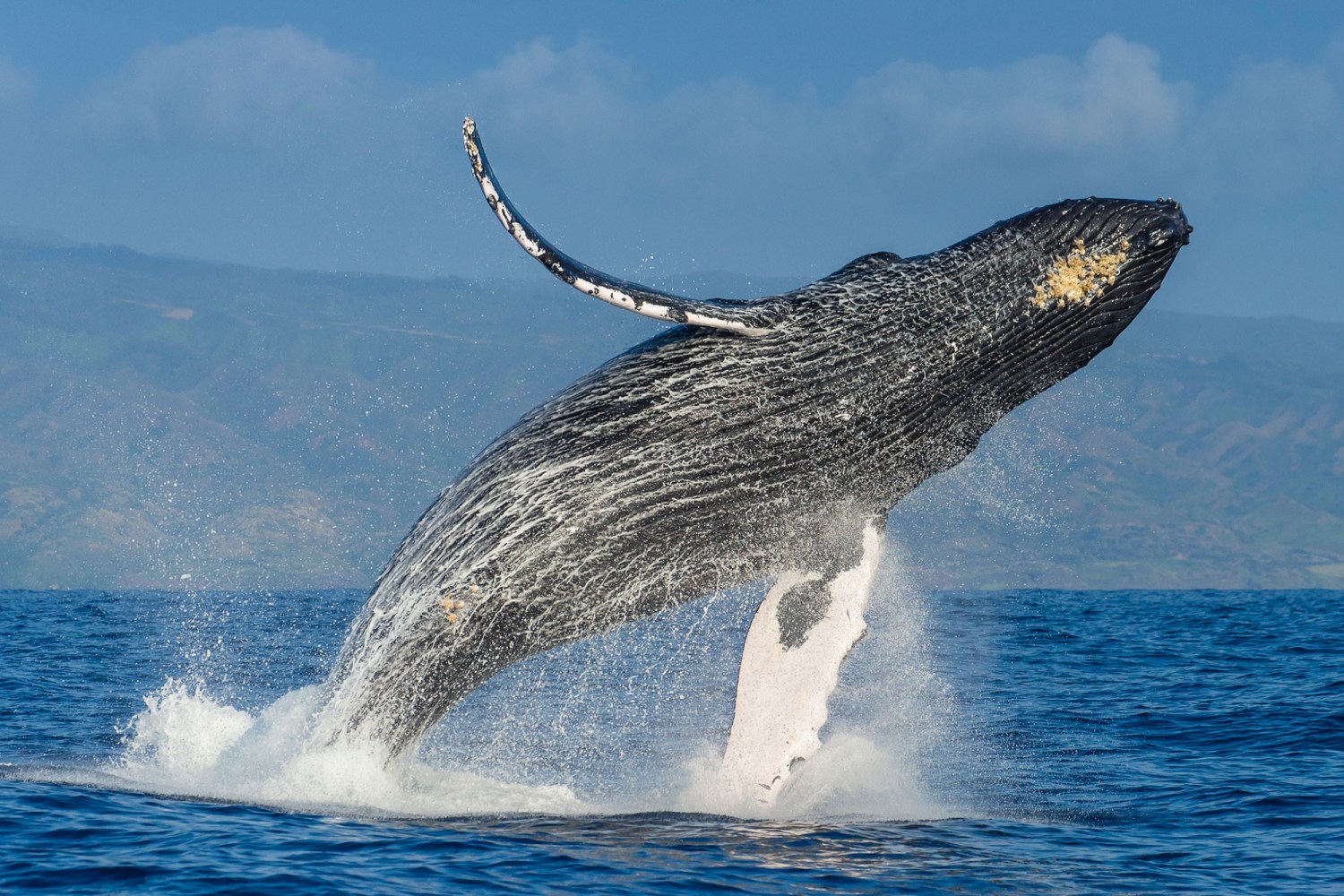 Make Your Maui Days Memorable, Experience Whale Watching In A Private Charter Make Your Maui Days Memorable, Experience Whale Watching In A Private Charter