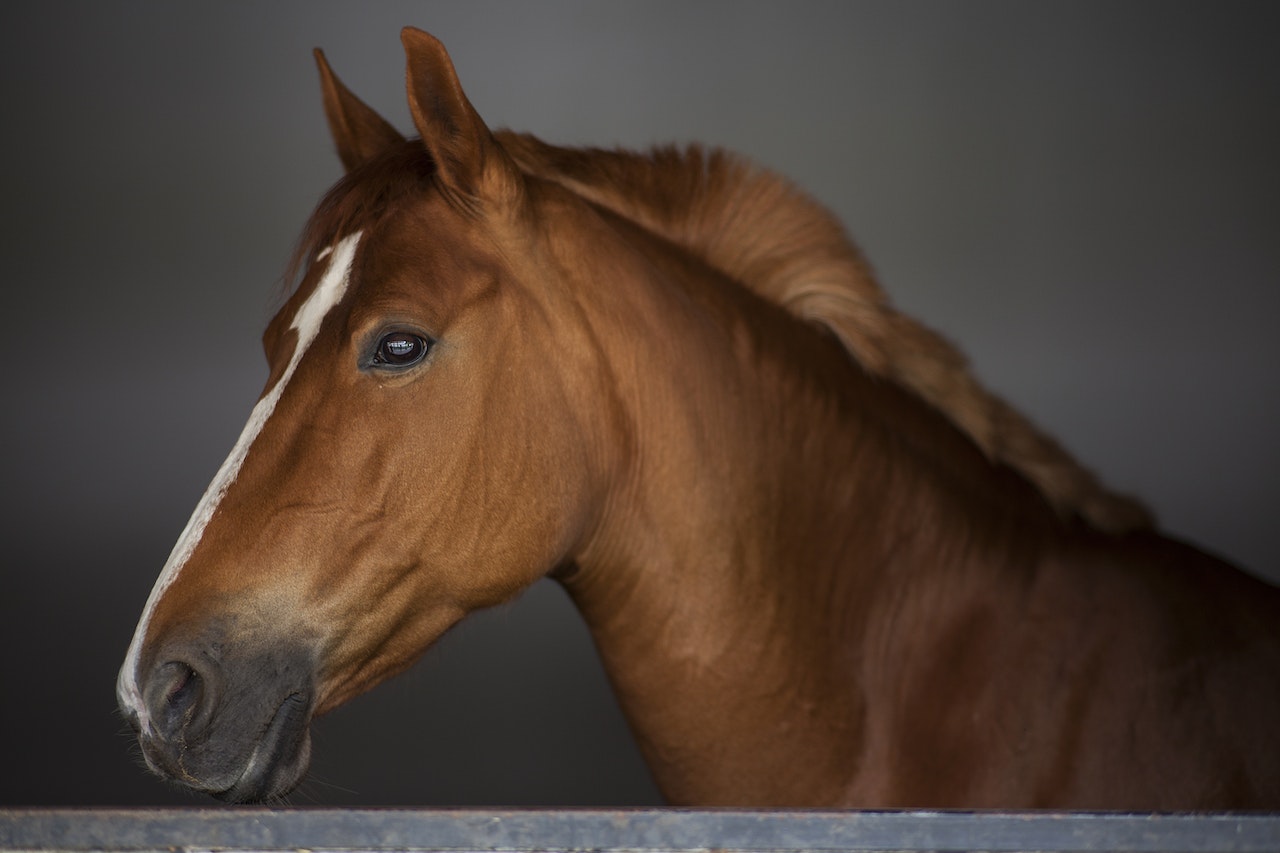 Best Types Of Bets For Kentucky Derby 2023